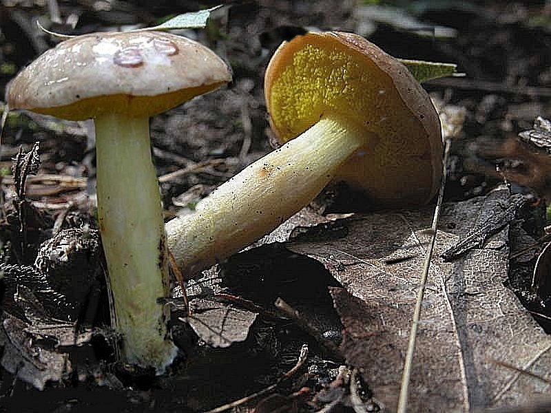 Funghi poco comuni:-  Aureoboletus gentilis